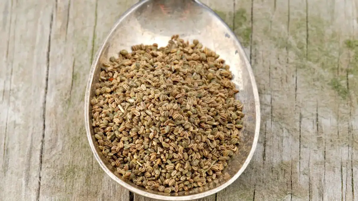 What Is Celery Seed 