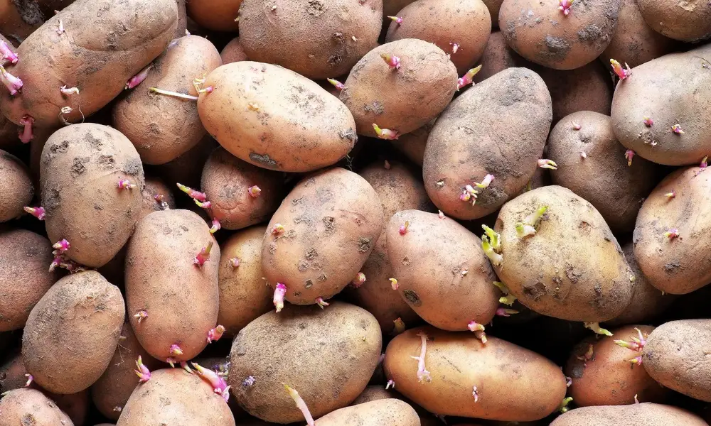 Sprouted Potatoes